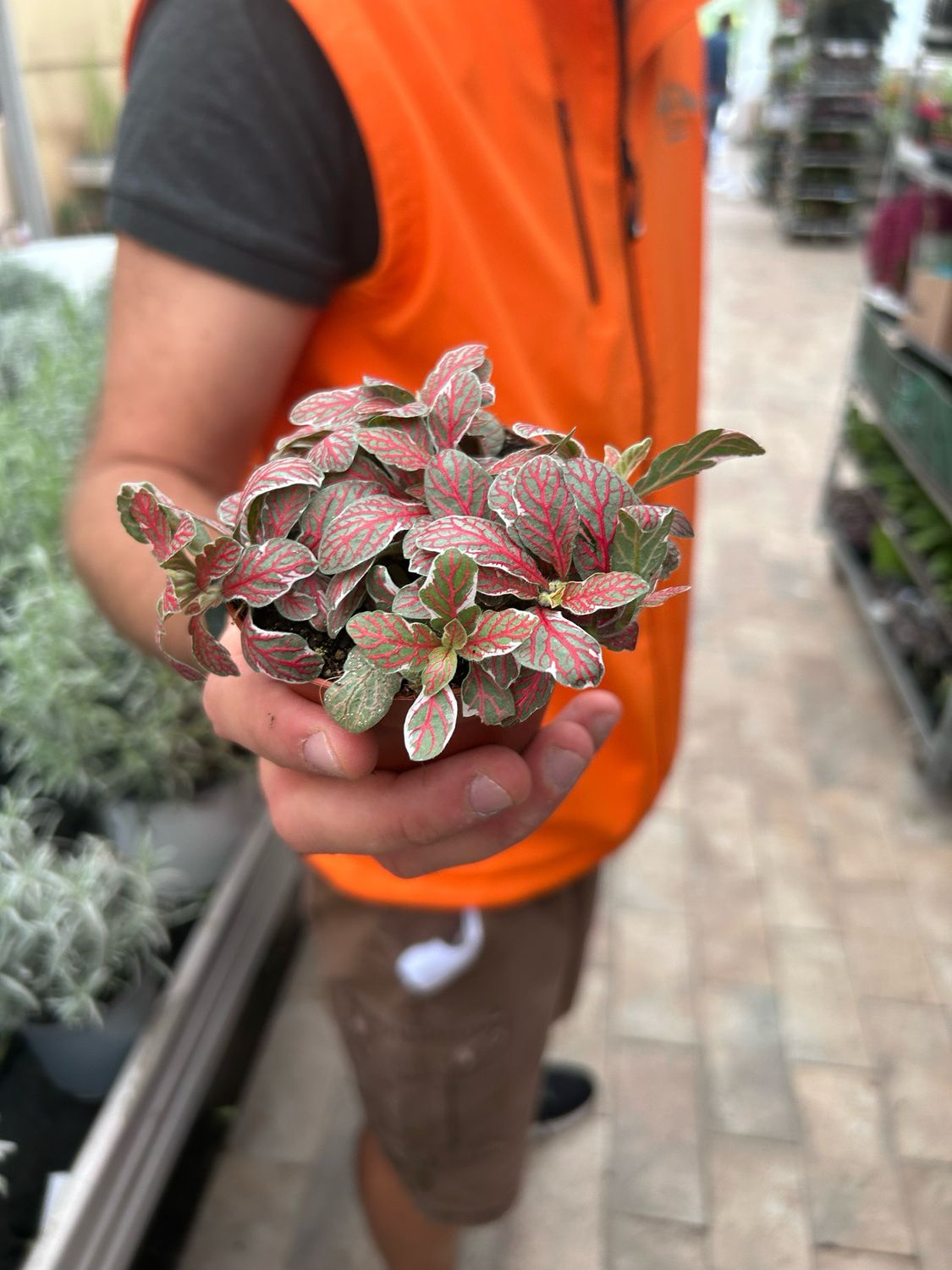 Fittonia &#39;Grey sensation&#39; - vaso Ø8.5 cm