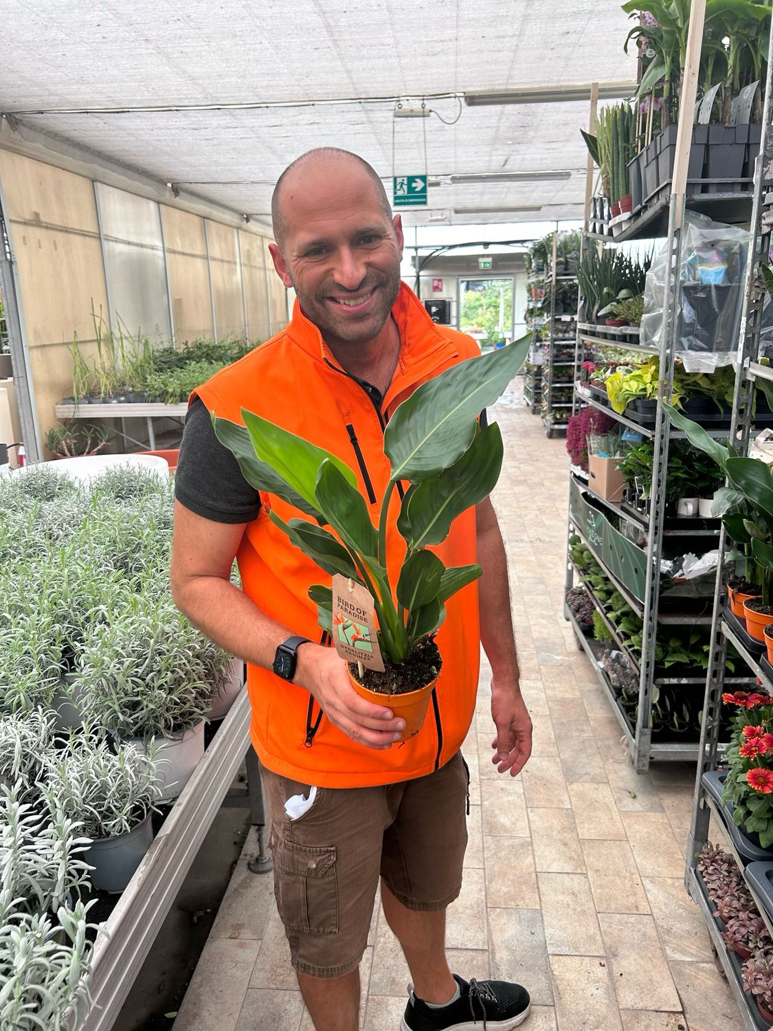 Strelitzia reginae, Strelizia, Uccello del paradiso - vaso Ø12 cm, h 35cm