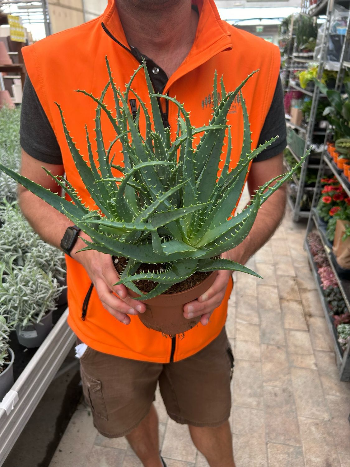 Aloe Arborescens - vaso Ø17 cm