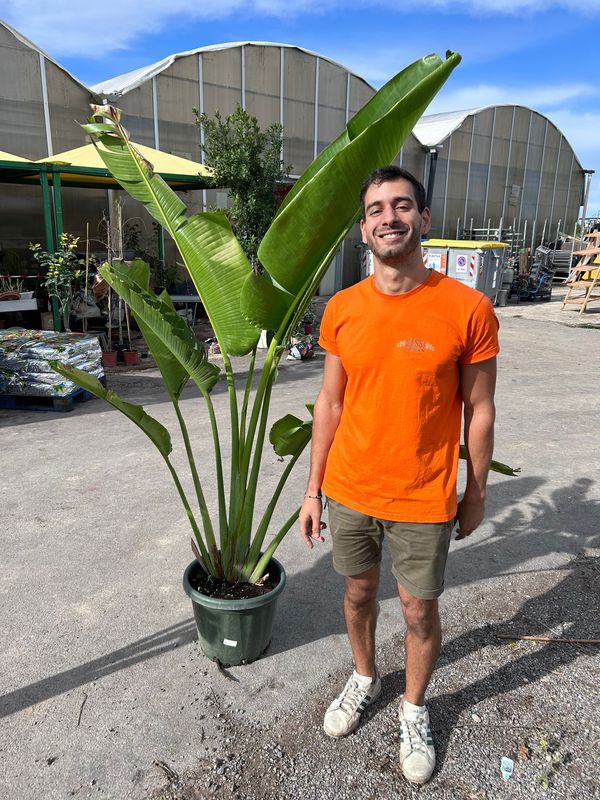 Ravenala Madagascariensis, Palma del viaggiatore, Albero del viaggiatore - vaso Ø40 h 160-180