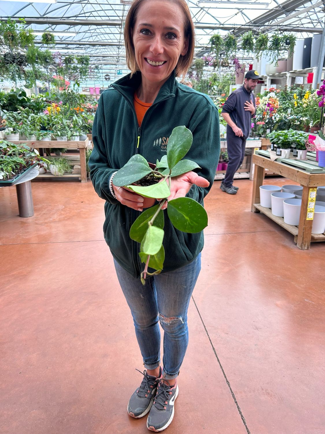 Hoya obovata 'Splash' - vaso Ø7,5x7,5 cm