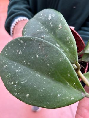 Hoya obovata 'Splash' - vaso Ø7,5x7,5 cm Hoya obovata 'Splash' - vaso Ø7,5x7,5 cm