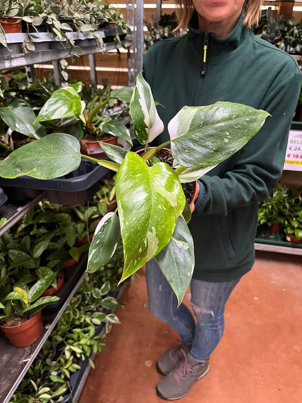 Philodendron Erubescens &#39;White Princess&#39;, Filodendro - vaso Ø12 cm