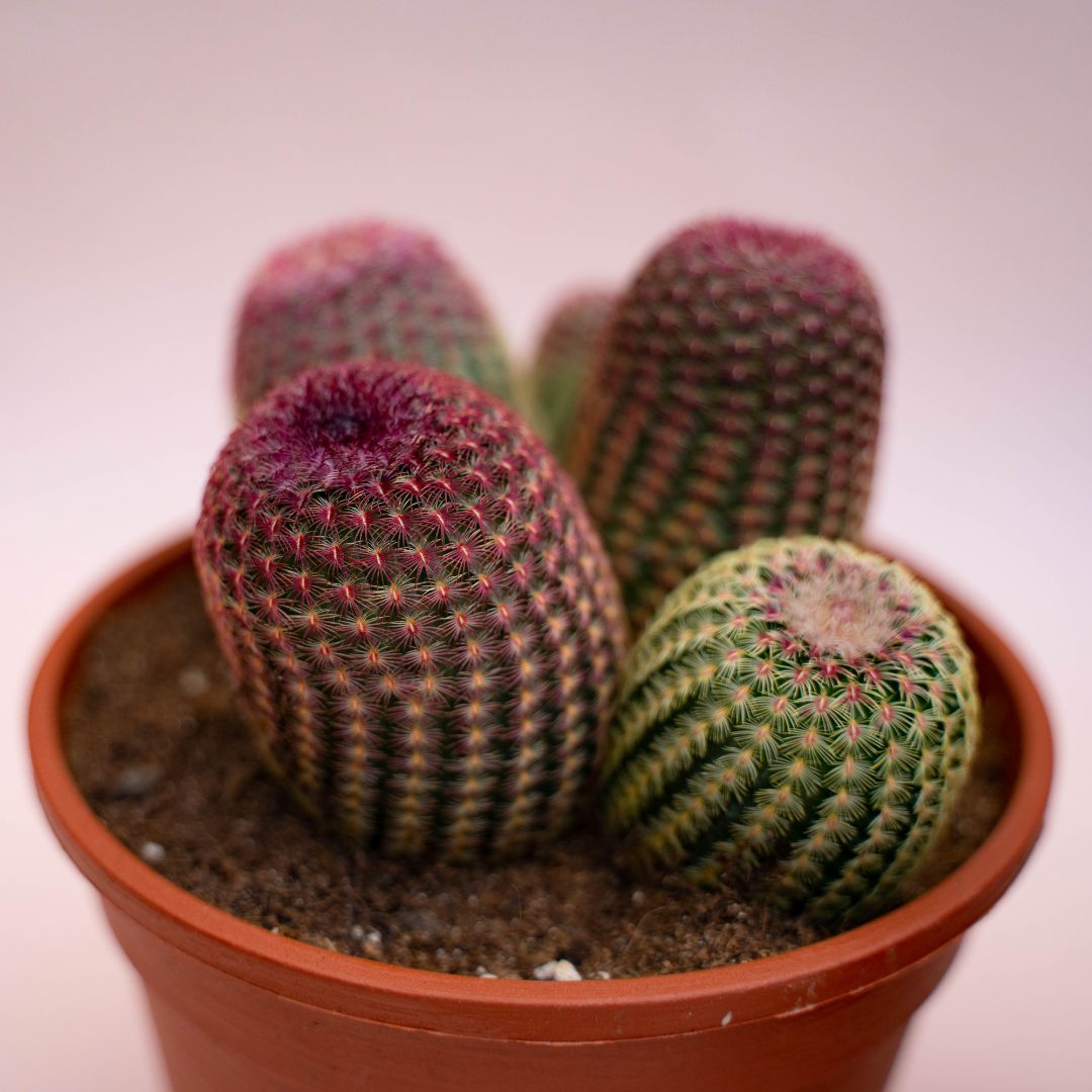 Echinocereus Rigidissimus Rubrispinus - vaso Ø 16cm