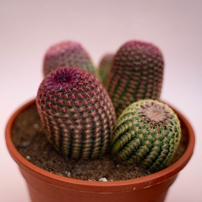 Echinocereus Rigidissimus Rubrispinus - vaso Ø 16cm