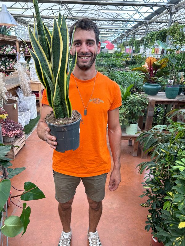 Sansevieria trifasciata &#39;Laurentii&#39;, Sansevieria Laurentii, Lingua di Suocera, Pianta serpente, Snake Plant - vaso Ø17 cm, h 55/60 cm