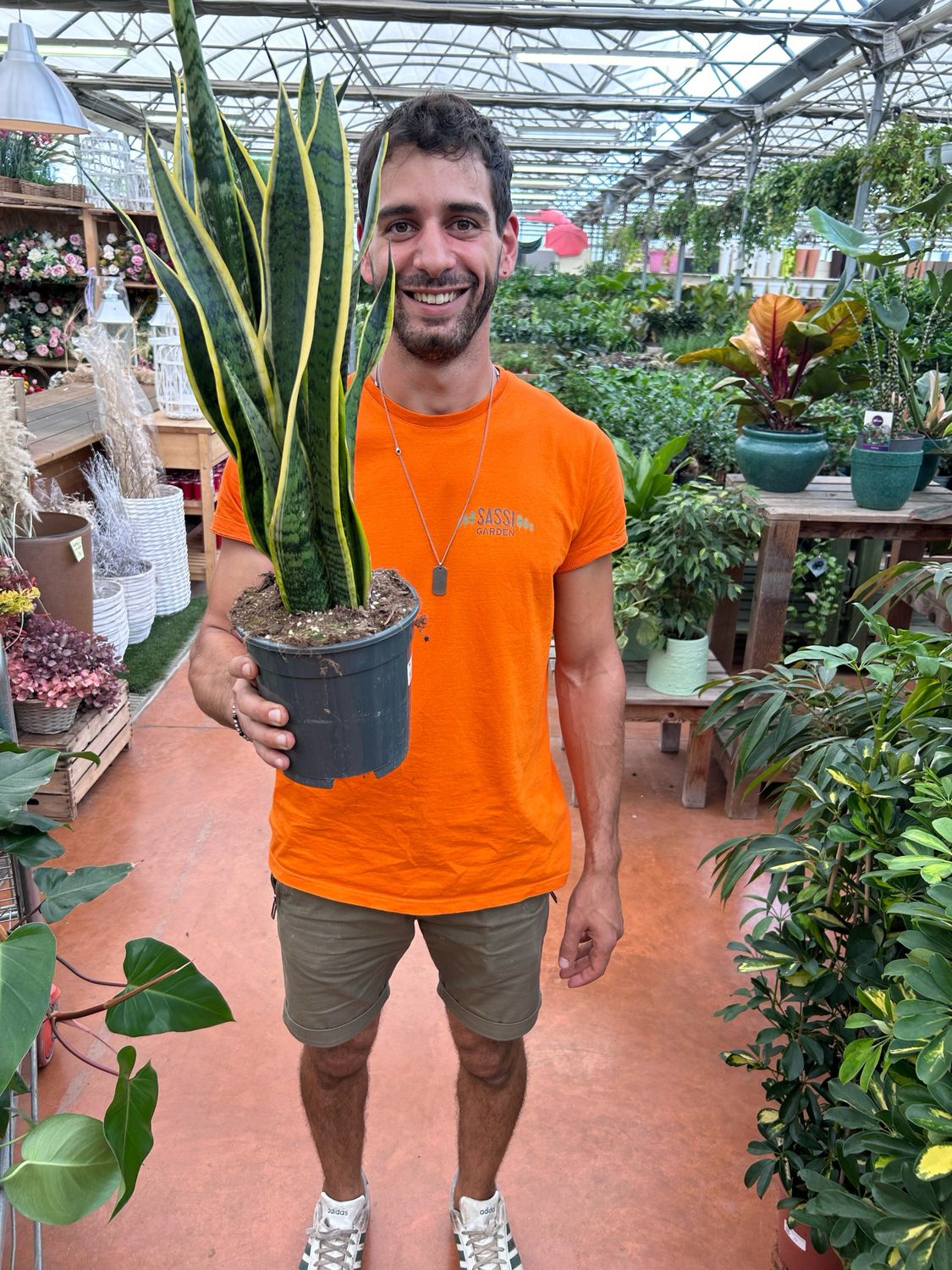 Sansevieria trifasciata &#39;Laurentii&#39;, Sansevieria Laurentii, Lingua di Suocera, Pianta serpente, Snake Plant - vaso Ø17 cm, h 55/60 cm