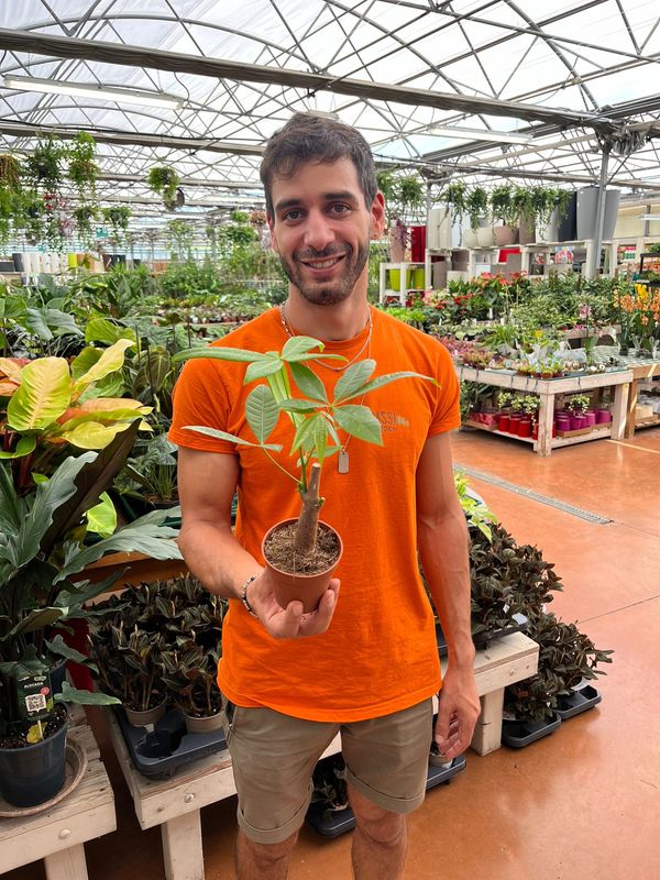 Pachira Acquatica - vaso Ø9 cm Pachira Acquatica - vaso Ø9 cm