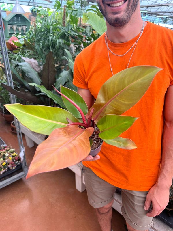 Philodendron &#39;Prince of Orange&#39;, Filodendro - vaso Ø12 cm