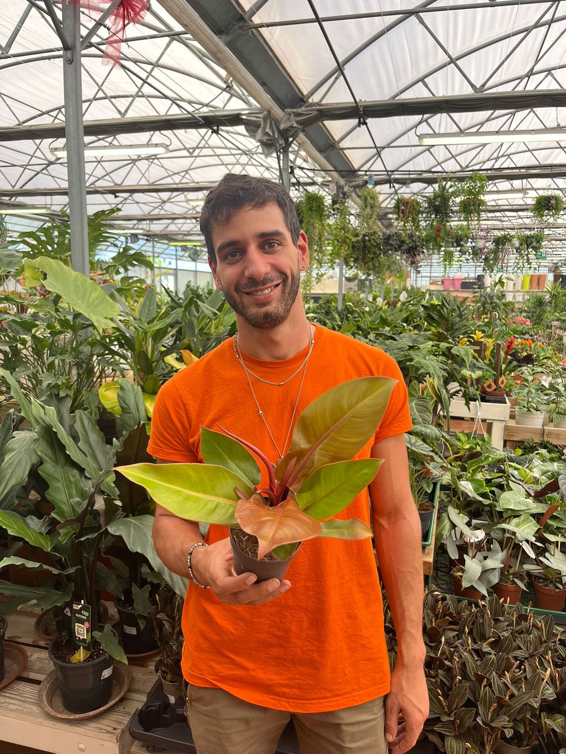 Philodendron &#39;Prince of Orange&#39;, Filodendro - vaso Ø12 cm
