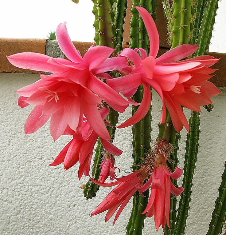 Coda di topo, Aporocactus flagelliformis &quot; Malisonii &quot;&#39; - vaso Ø14 cm