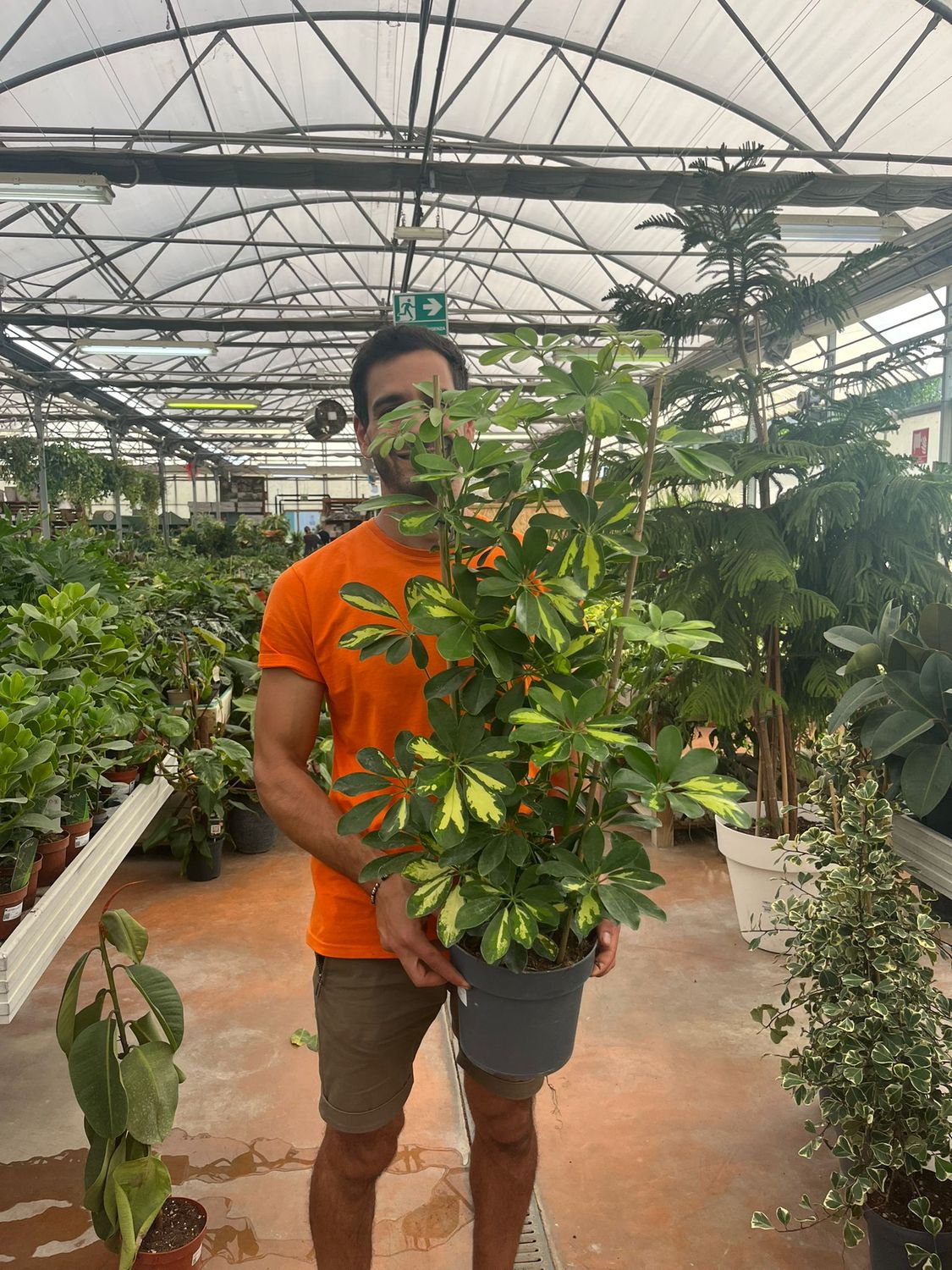 Schefflera arboricola variegata - vaso Ø21 cm, 3 canne
