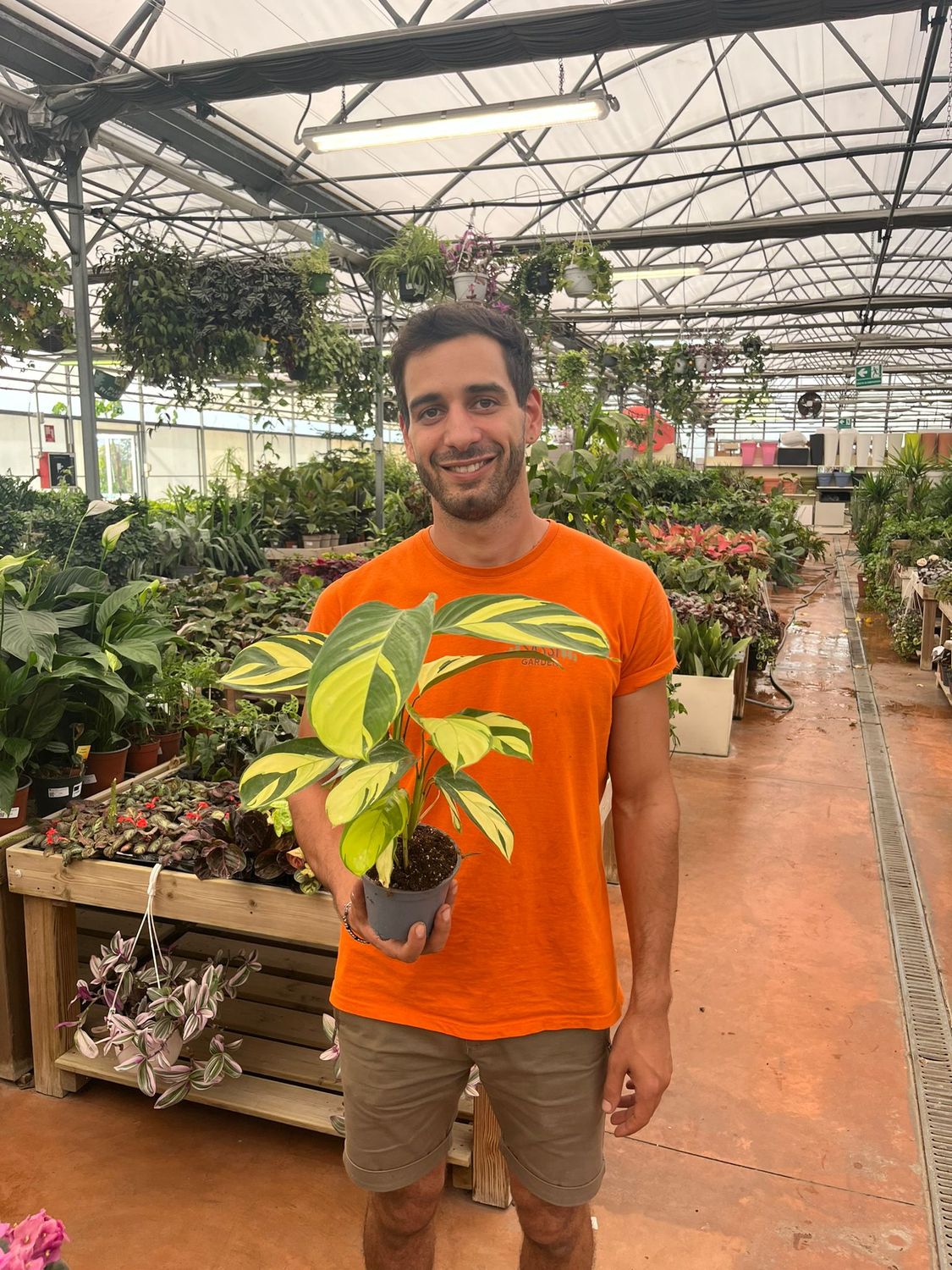 Ctenanthe pilosa &#39;Golden Mosaic&#39;- vaso Ø12 cm