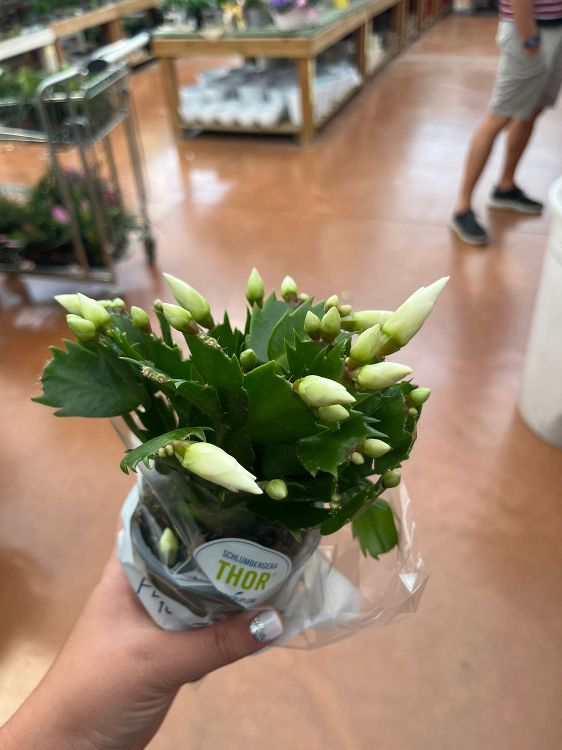 Schlumbergera Cecilie White Lingua di suocera, Natalina - vaso Ø9 cm Schlumbergera Cecilie White Lingua di suocera, Natalina - vaso Ø9 cm