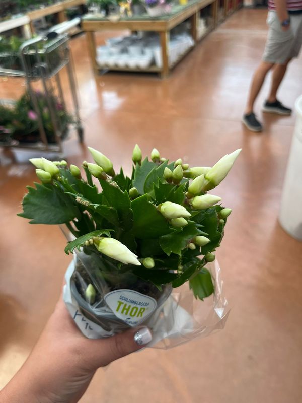 Schlumbergera Cecilie White Lingua di suocera, Natalina - vaso Ø9 cm Schlumbergera Cecilie White Lingua di suocera, Natalina - vaso Ø9 cm