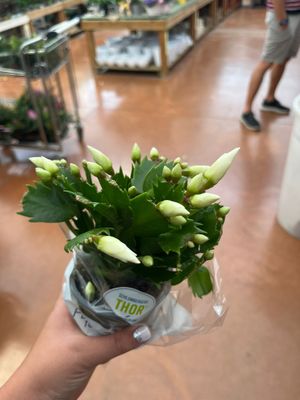 Schlumbergera Cecilie White Lingua di suocera, Natalina - vaso Ø9 cm