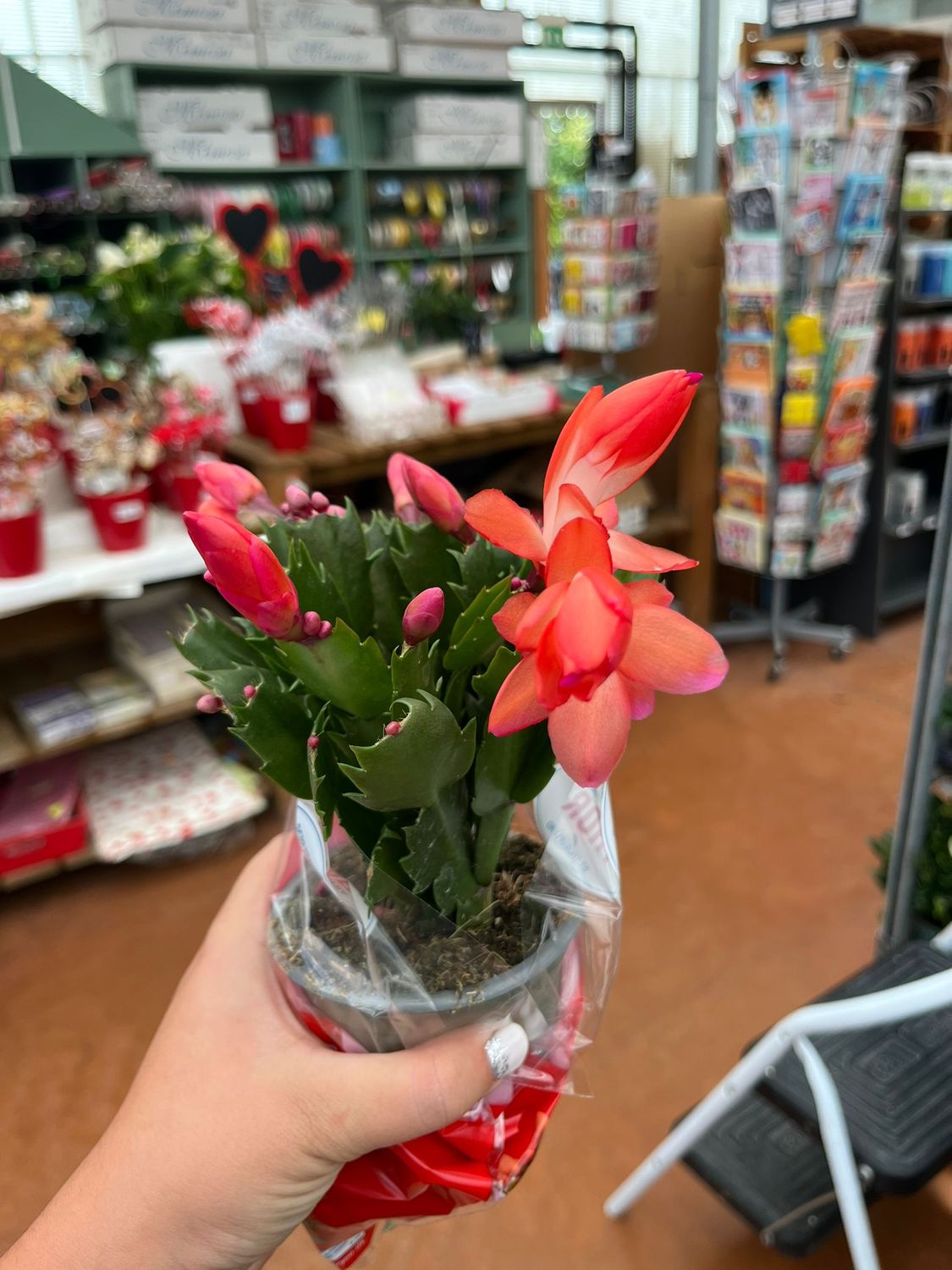 Schlumbergera Olga Red Lingua di suocera, Natalina - vaso Ø9 cm Schlumbergera Olga Red Lingua di suocera, Natalina - vaso Ø9 cm