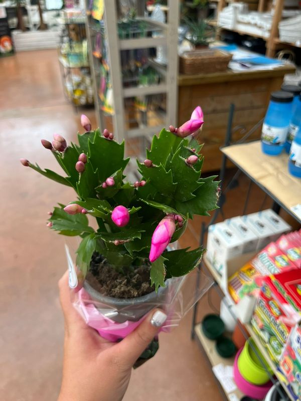 Schlumbergera Carolyne Pink Lingua di suocera, Natalina - vaso Ø9 cm