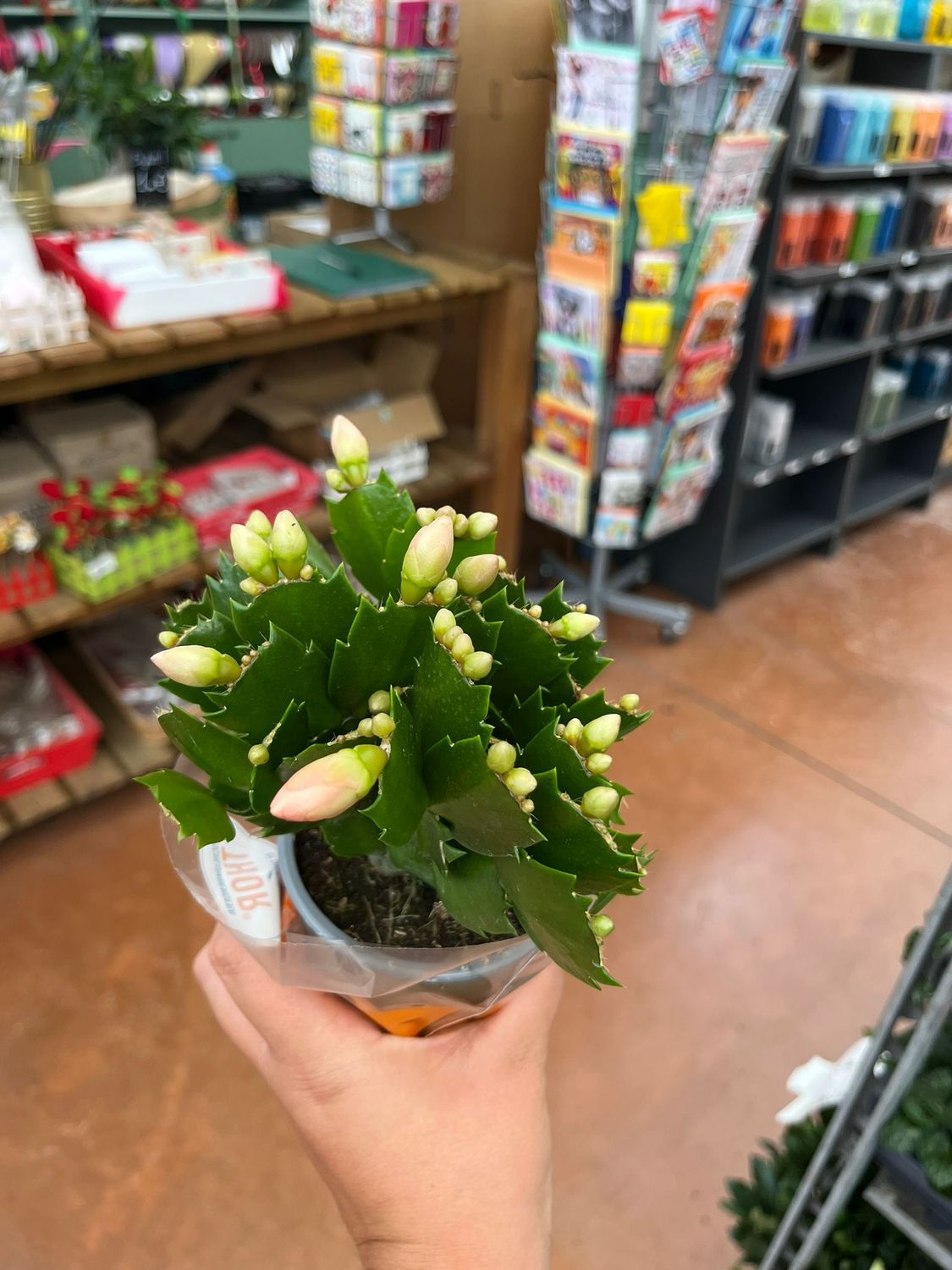 Schlumbergera Freya Light Orange Lingua di suocera, Natalina - vaso Ø9 cm Schlumbergera Freya Light Orange Lingua di suocera, Natalina - vaso Ø9 cm