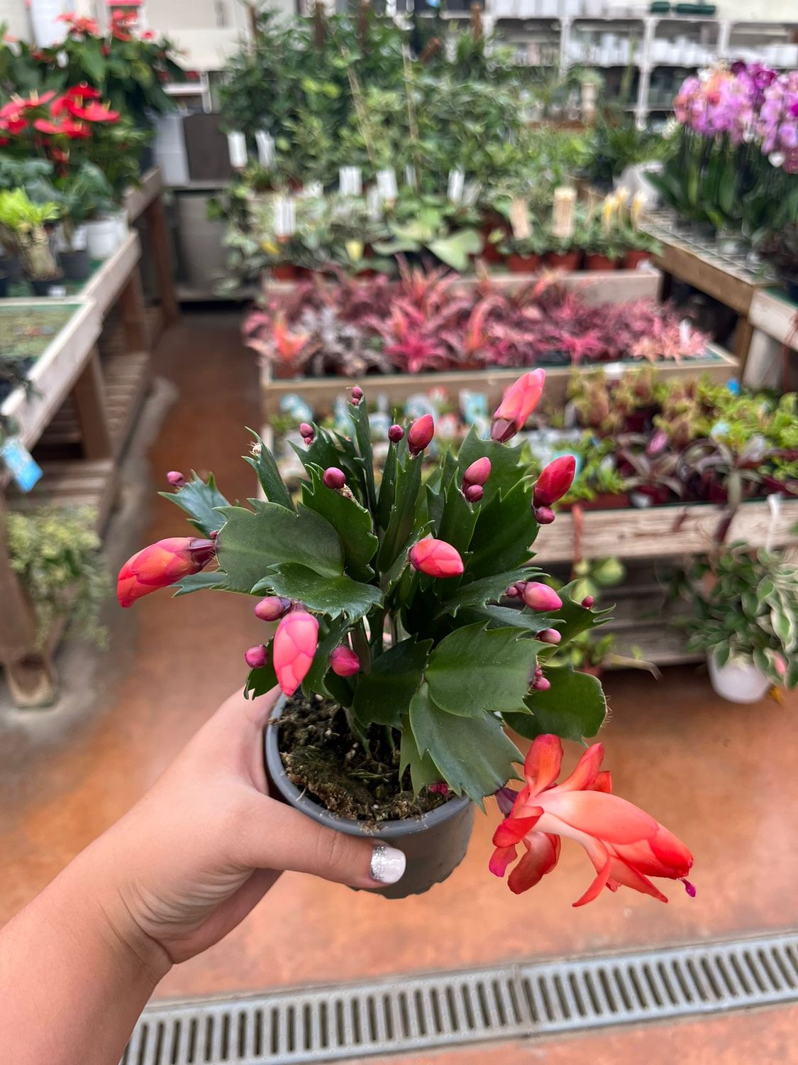 Schlumbergera Olivia Dark Orange Lingua di suocera, Natalina - vaso Ø9 cm
