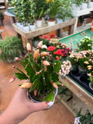 Schlumbergera Sophia Yellow Lingua di suocera, Natalina - vaso Ø9 cm