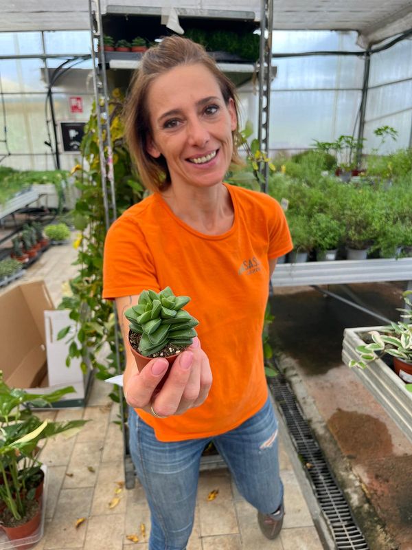 Crassula 'Springtime' - vaso Ø 5,5 cm Crassula 'Springtime' - vaso Ø 5,5 cm