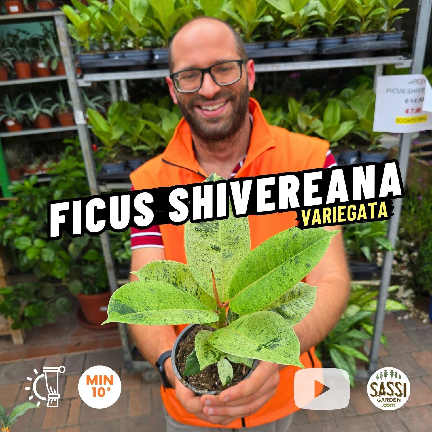 Ficus Shivereana Variegata - vaso Ø18 cm