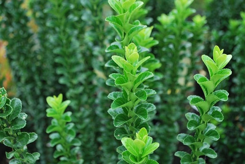 Euonymus pulchellus - vaso Ø18 cm, h 25 cm fuori vaso