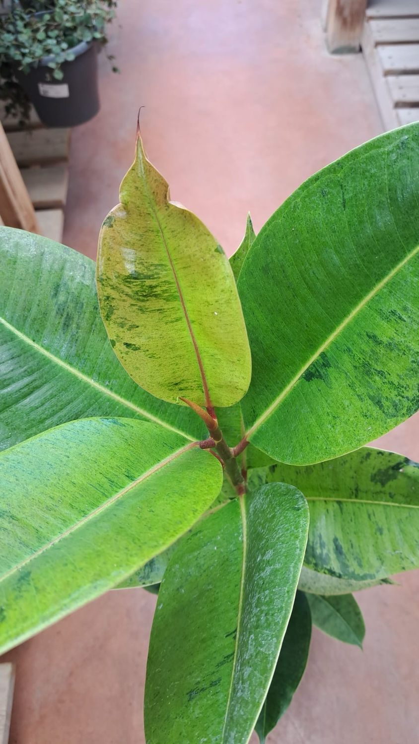Ficus Shivereana Variegata - vaso Ø17 cm