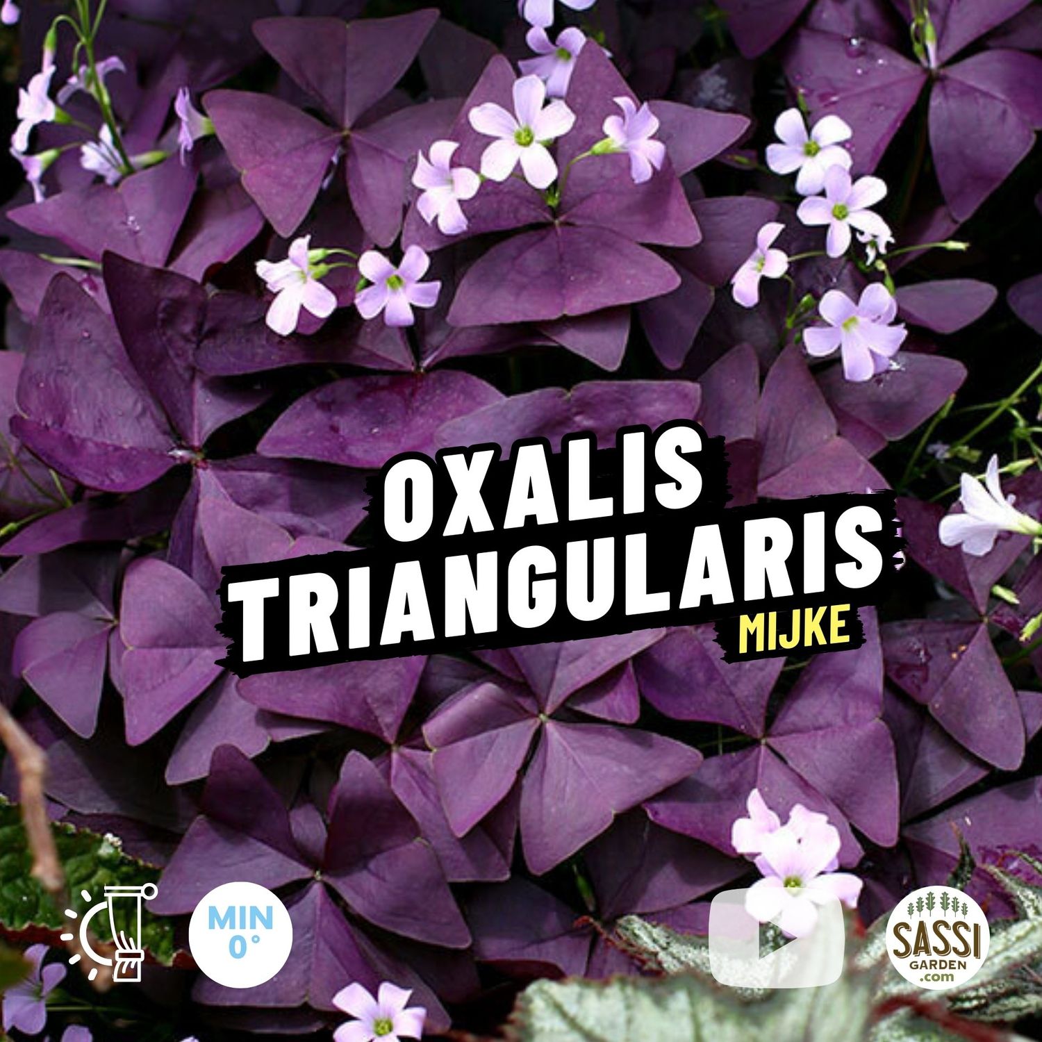 Oxalis triangularis Mijke - vaso Ø10 cm