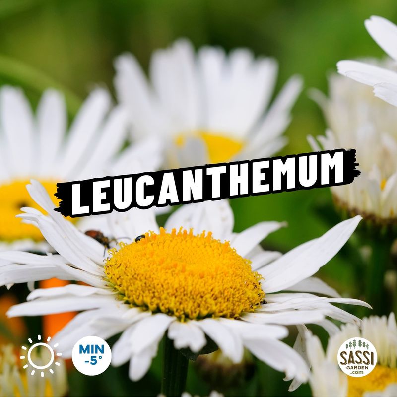 Leucanthemum vulgare, Leucantemo, Margheritona, Margherita dei prati perenne - vaso Ø14 cm Leucanthemum vulgare, Leucantemo, Margheritona, Margherita dei prati perenne - vaso Ø14 cm