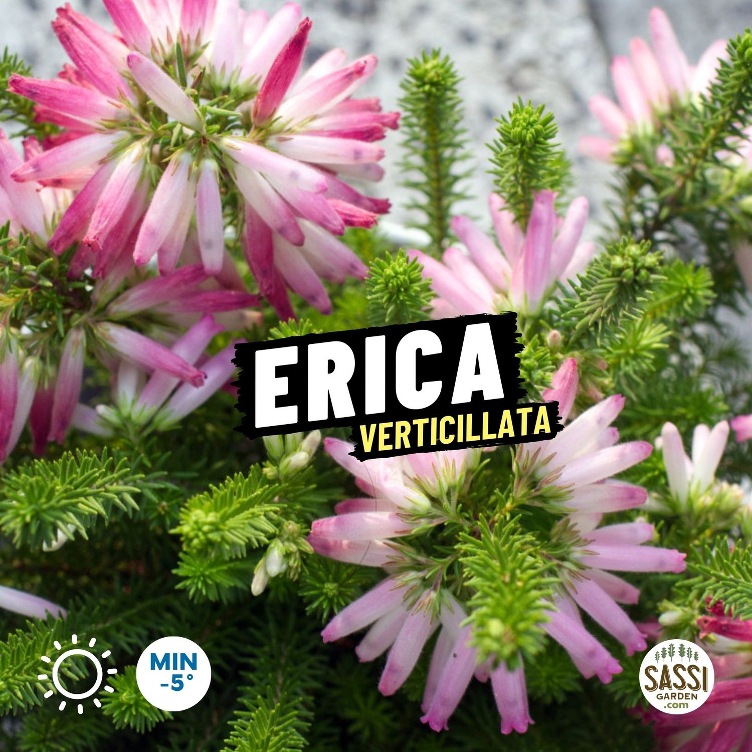 Erica verticillata - vaso Ø13 cm