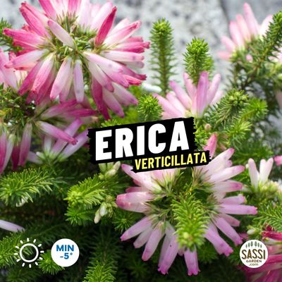 Erica verticillata - vaso Ø13 cm