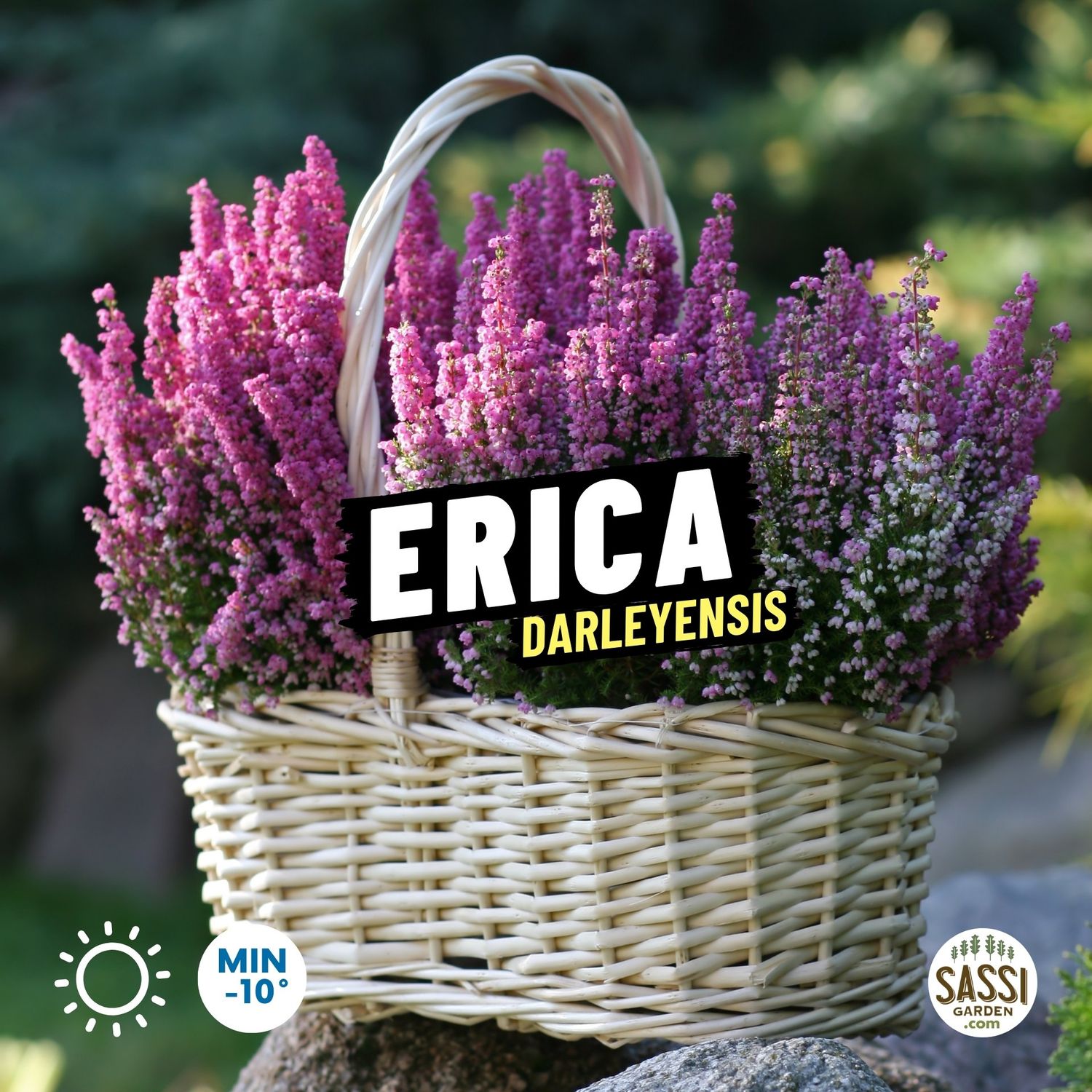 Erica darleyensis - vaso Ø12 cm