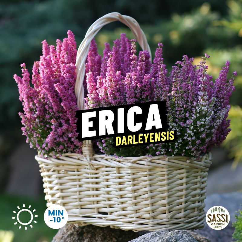 Erica darleyensis - vaso Ø12 cm