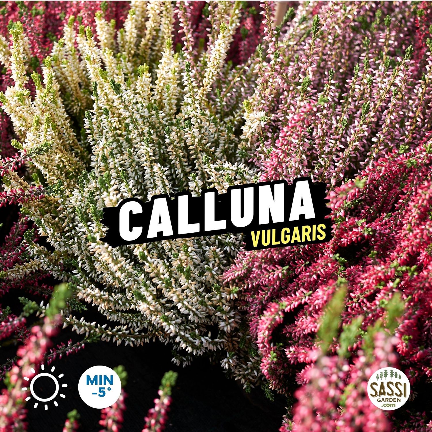 Calluna vulgaris, Erica, Scopa delle streghe - vaso Ø11 cm