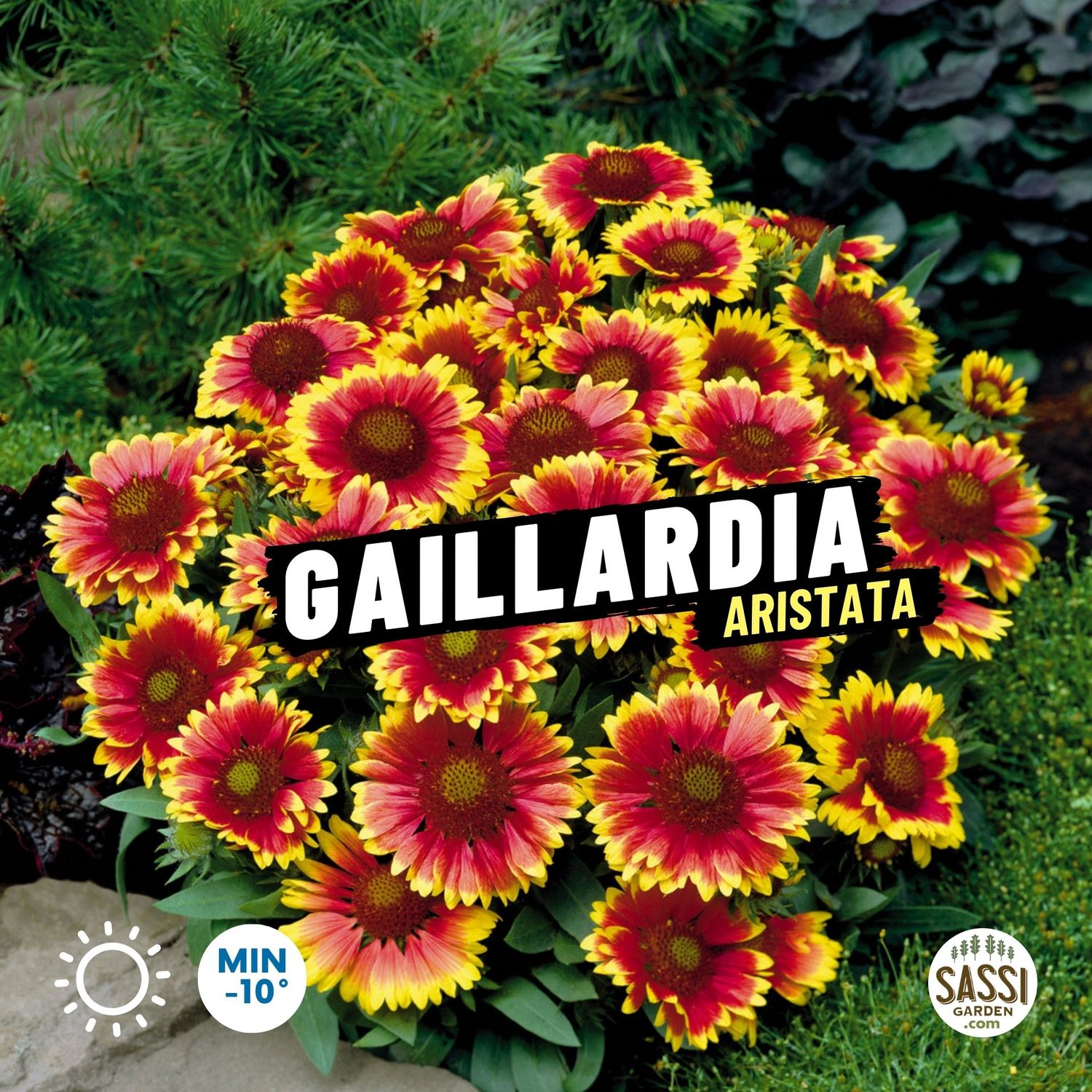 Gaillardia aristata - vaso Ø17 cm