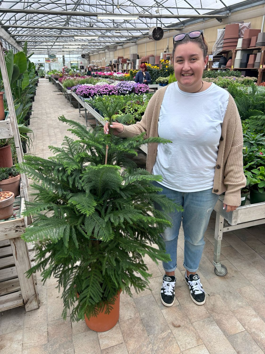 Araucaria Heterophylla, Pino di Norfolk - vaso Ø30 cm, h 120 cm