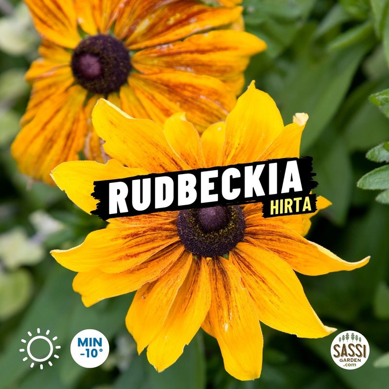 Rudbeckia Hirta - vaso Ø13 cm
