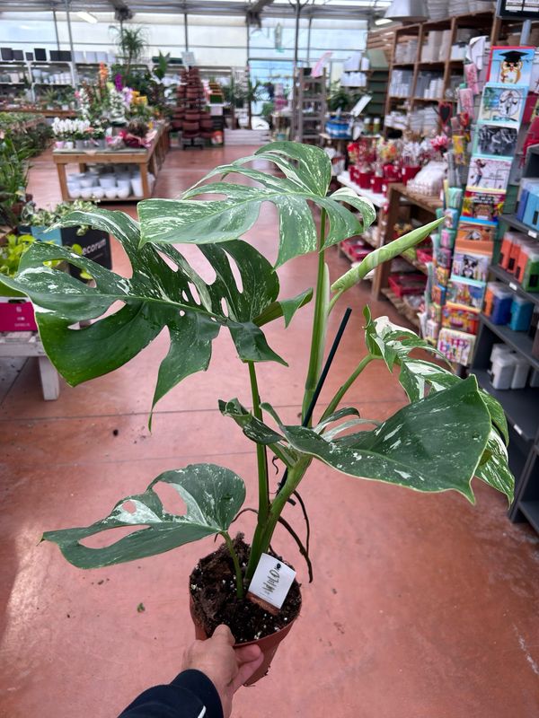 Monstera Deliciosa Albo variegata, 3-4 foglie - vaso Ø15 cm, h 50 cm
