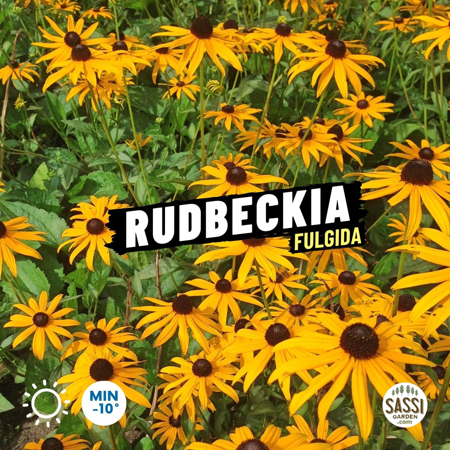 Rudbeckia Fulgida Sullivan - vaso 9 cm Rudbeckia Fulgida Sullivan - vaso 9 cm