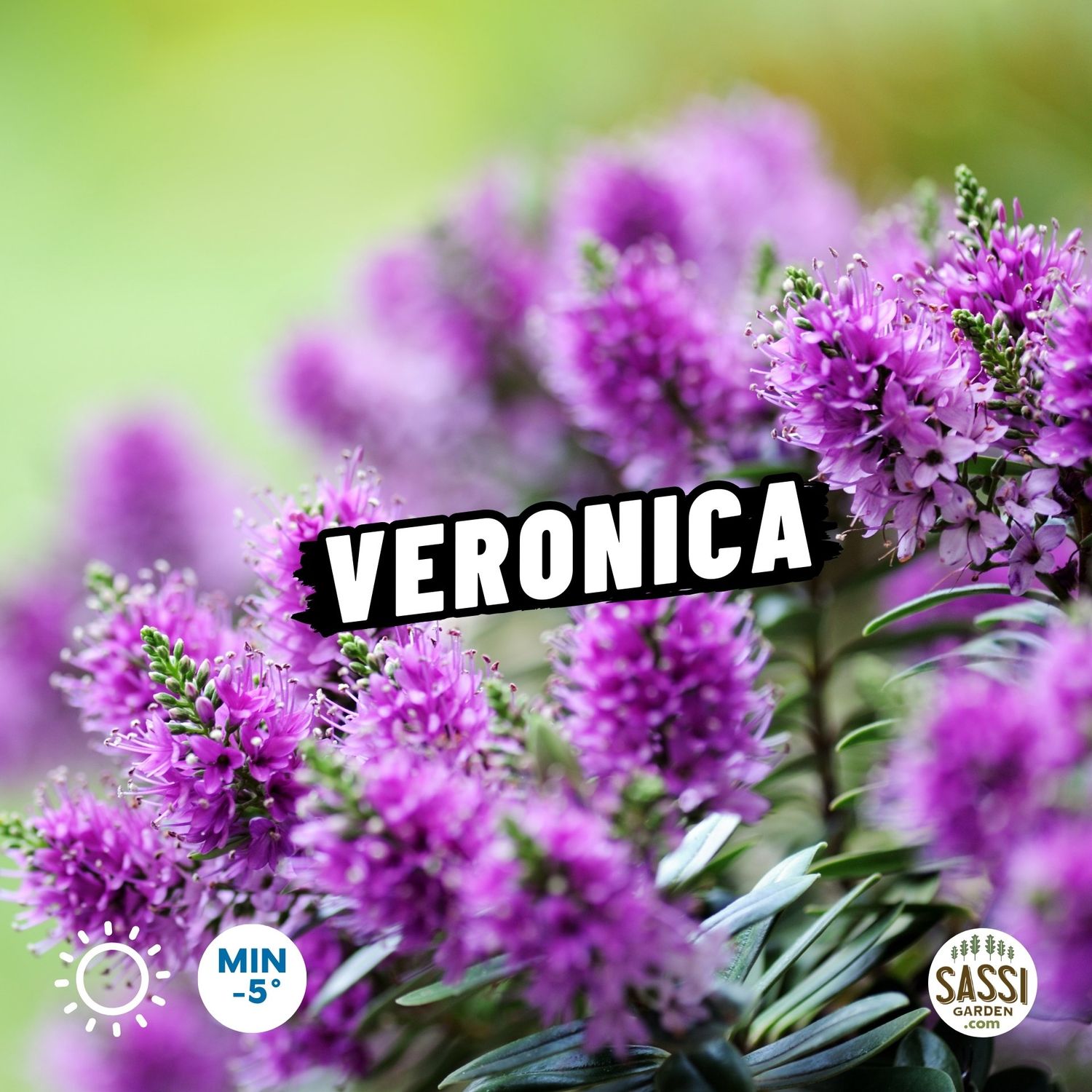 Veronica, Hebe X Andersonii variegata - vaso Ø24 cm