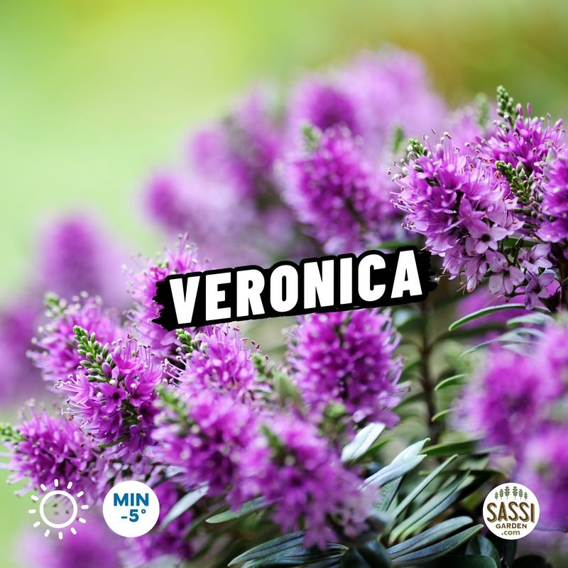 Veronica, Hebe X Andersonii variegata - vaso Ø18 cm