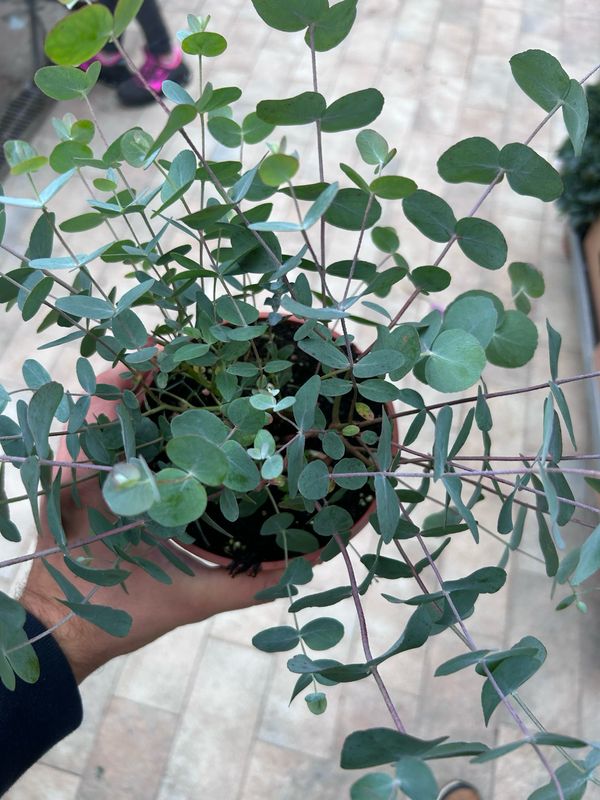 Eucalyptus cinerea - Eucalipto Silver Dollar - Eucalyptus argentato - vaso Ø14 cm