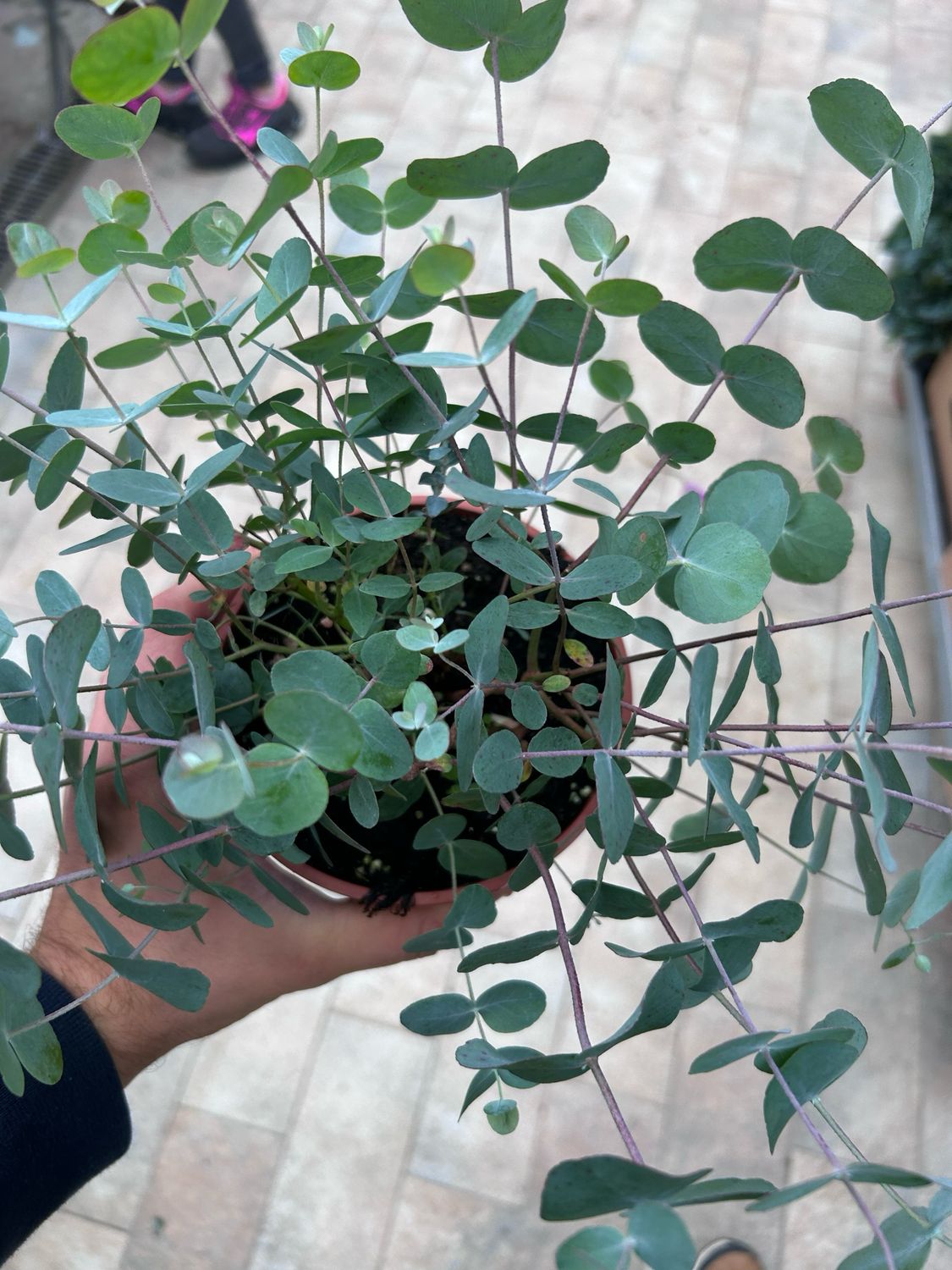 Eucalyptus cinerea, Eucalipto Silver Dollar, Eucalyptus argentato - vaso Ø14 cm