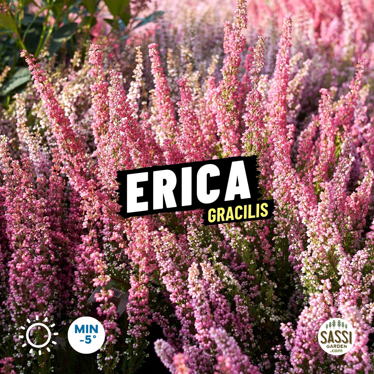 Erica Gracilis col. ROSA - vaso Ø12 cm