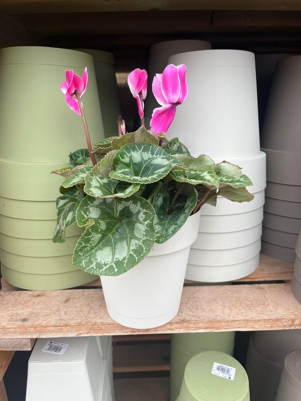 Vaso R-Smart ERBA