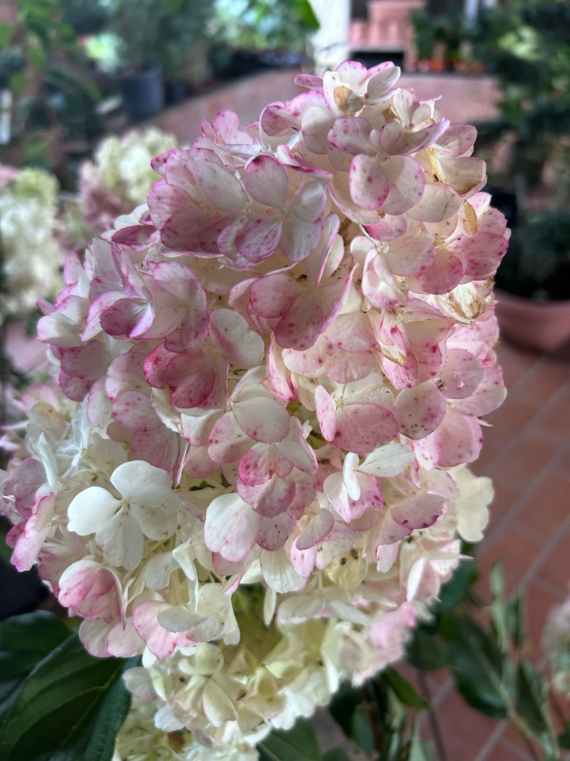 Ortensia Paniculata - Hydrangea paniculata &#39; Vanille Fraise &#39; - vaso 24 cm