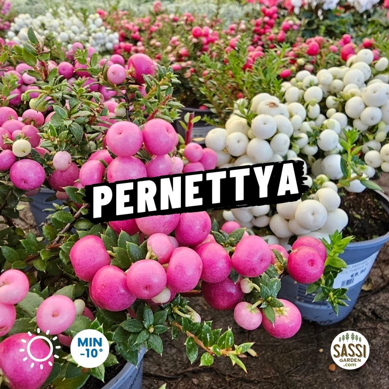 Pernezia, Pernettya, Gaultheria Mucronata - vaso Ø14 cm