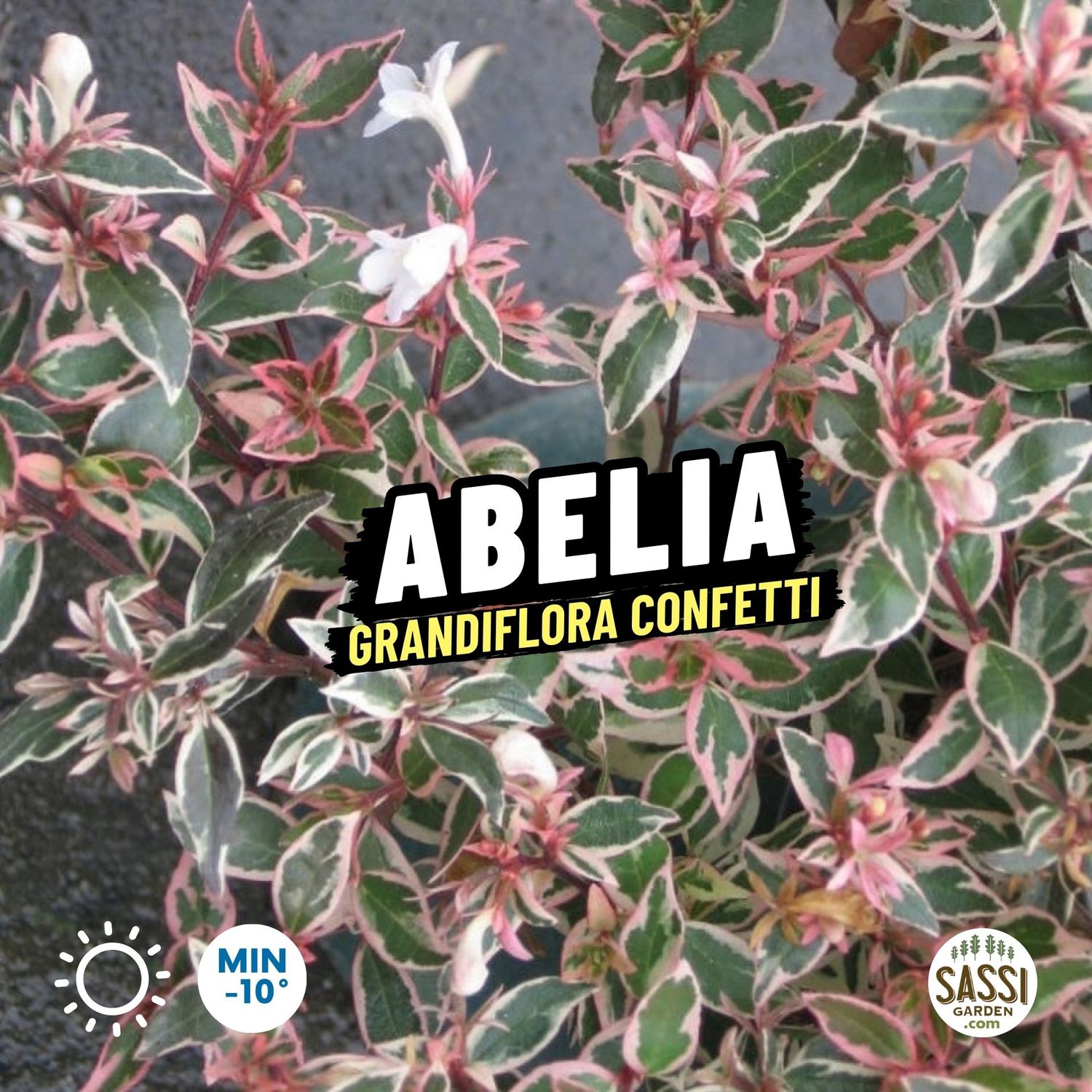 Abelia x grandiflora &#39;Confetti&#39; - vaso Ø18 cm